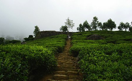 tea estate guided walk